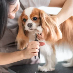 ペットサロンイメージ